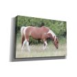 Assateague Horse  by Lori Deiter, Canvas Wall Art Online