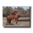 Assateague Horses I  by Lori Deiter, Canvas Wall Art Fashion