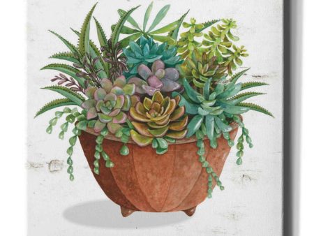 Terracotta Succulents I  by Cindy Jacobs, Canvas Wall Art Online Hot Sale