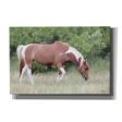 Assateague Horse  by Lori Deiter, Canvas Wall Art Online