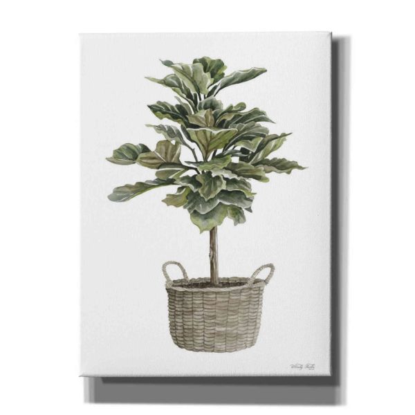 Fig Tree II  by Cindy Jacobs, Canvas Wall Art Online