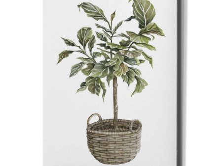 Fig Tree I  by Cindy Jacobs, Canvas Wall Art Online