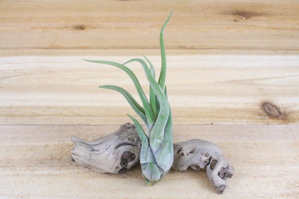 Wholesale: Tillandsia Caput Medusae Air Plants [Min Order 12] For Cheap