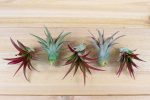 Wholesale: Tillandsia Red Abdita Air Plants [Min Order 12] For Discount