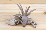 Tillandsia Capitata Peach Air Plants [Single Plant] For Discount