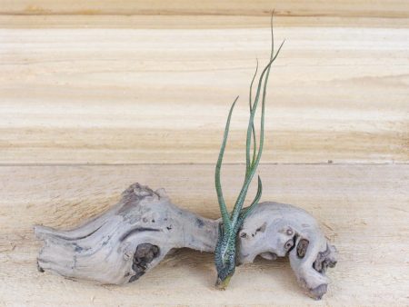 Wholesale: Large Tillandsia Butzii Air Plants   6-9 Inches Tall  [Min Order 12] For Sale