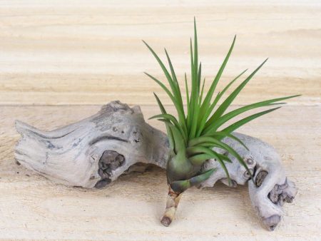 Tillandsia Melanocrater Tricolor Air Plants [3 Pack] Supply