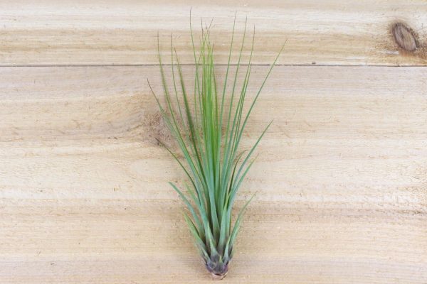 Wholesale: Tillandsia Juncifolia Air Plants [Min Order 12] Online Hot Sale