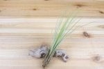 Large Tillandsia Juncea Air Plants   8-10 Inches Tall [1, 3 or 5 Pack] Hot on Sale