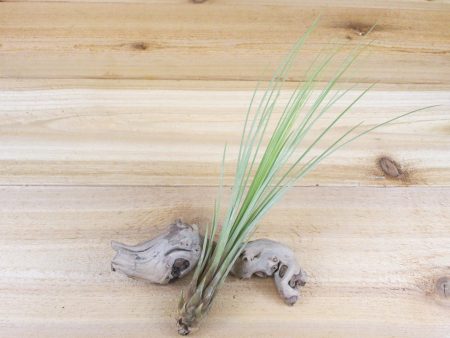 Large Tillandsia Juncea Air Plants   8-10 Inches Tall [1, 3 or 5 Pack] Hot on Sale