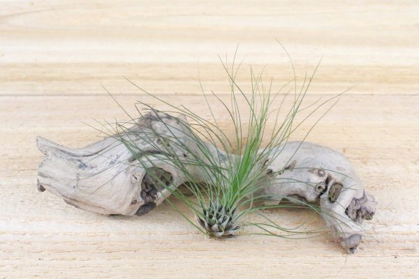 Wholesale: Tillandsia Filifolia Air Plants [Min Order 12] For Cheap