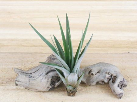 Wholesale: Large Tillandsia Fasciculata Tricolor  Golden Torch  Air Plants   7-9 Inches Tall [Min Order 12] For Sale