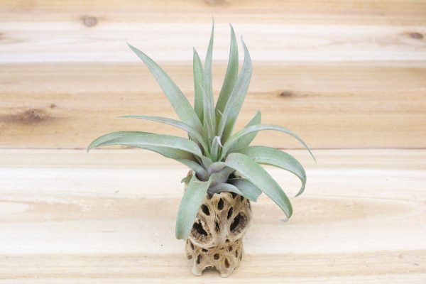 Cholla Wood Containers with Custom Tillandsia Air Plant [6 Inches Tall] For Discount