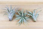 Wholesale: Tillandsia Harrisii  Himnorum  Air Plants [Min Order 12] Online