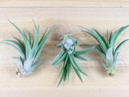 Wholesale: Tillandsia Velutina Air Plants [Min Order 12] For Discount