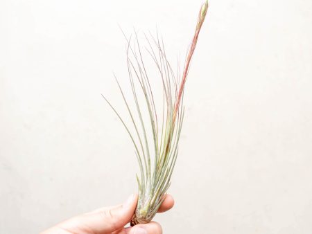 Bloom Sale: 60% Off - Large Tillandsia Juncea Air Plants [10, 20 or 30 Pack] on Sale