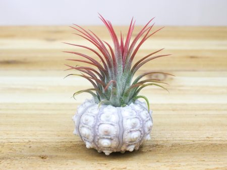 Wholesale: Sputnik Urchin Seashell with Tillandsia Air Plants  [Min Order 12] Discount