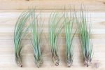 Large Tillandsia Juncea Air Plants   8-10 Inches Tall [1, 3 or 5 Pack] Hot on Sale