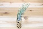 Cholla Wood Containers with Custom Tillandsia Air Plant [6 Inches Tall] For Discount