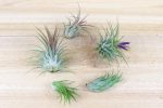 Wholesale: Seashell Magnet with Tillandsia Air Plant  [Min Order 12] on Sale