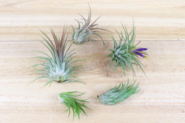 Wholesale: Seashell Magnet with Tillandsia Air Plant  [Min Order 12] on Sale