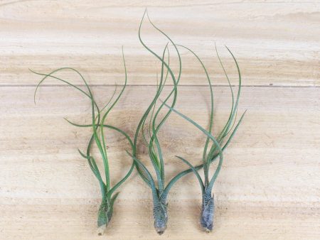 Tillandsia Butzii Air Plants [3 Pack] Online now