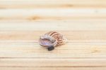 Wholesale: Seashell Magnet with Tillandsia Air Plant  [Min Order 12] on Sale