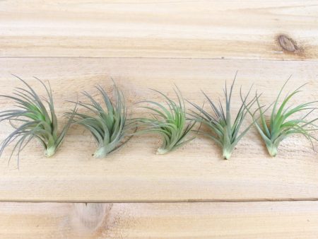 Tillandsia Tenuifolia Air Plants [5 Pack] For Sale