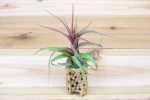 Cholla Wood Containers with Custom Tillandsia Air Plant [6 Inches Tall] For Discount