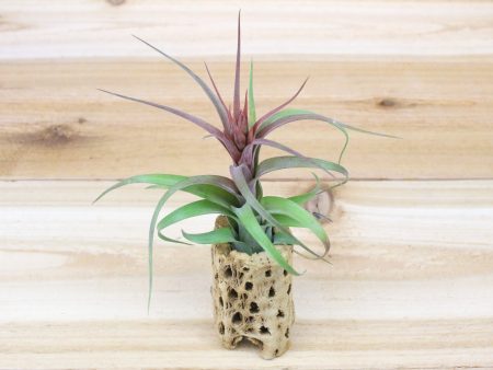 Cholla Wood Containers with Custom Tillandsia Air Plant [6 Inches Tall] For Discount