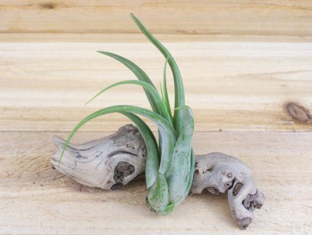 Sale: 60% Off - Circinata  Paucifolia  Air Plants [10 or 20 Pack] For Cheap