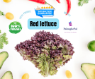 Red Lettuce Hot on Sale