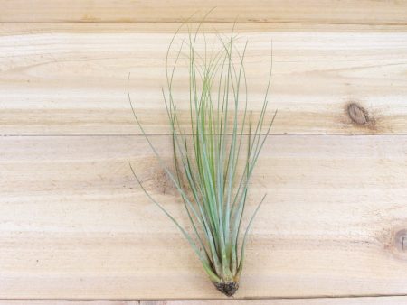 Wholesale: Large Tillandsia Juncifolia Air Plants   8-12 Inches Tall [Min Order 12] For Cheap