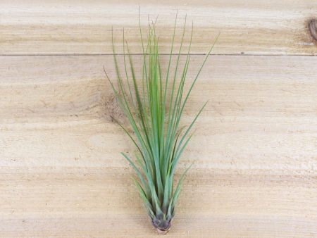 Tillandsia Juncifolia Air Plants [3 Pack] on Sale