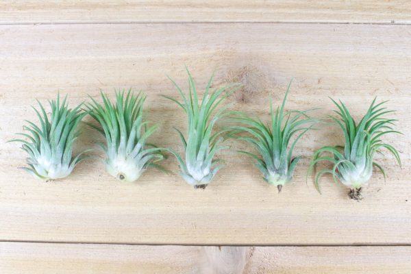 Wholesale: Tillandsia Ionantha Rubra Air Plants [Min Order 12] Fashion