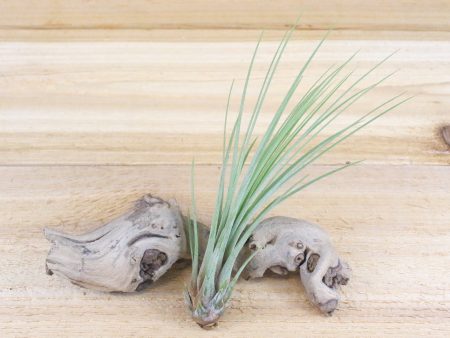 Wholesale: Tillandsia Juncea Air Plants [Min Order 12] Online Hot Sale