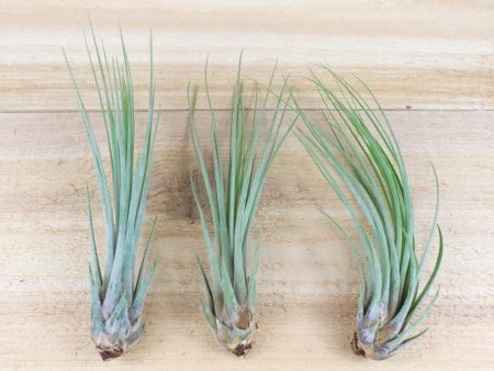 Tillandsia Juncea Air Plants [3 Pack] Online Hot Sale