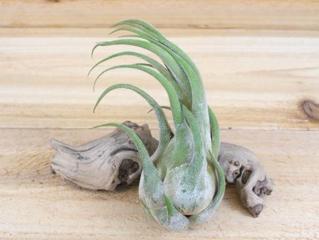 Tillandsia Seleriana Air Plants [Single Plant] For Cheap