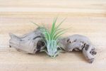 Wholesale: Tillandsia Ionantha Rubra Air Plants [Min Order 12] Fashion