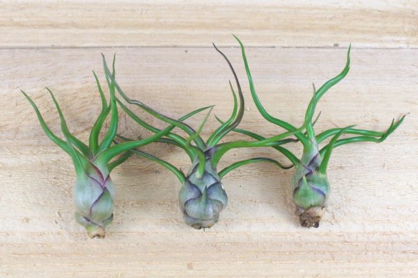 Wholesale: Tillandsia Bulbosa Guatemala Air Plants [Min Order 12] For Cheap