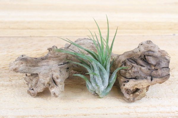 Wholesale: Tillandsia Ionantha Scaposa  Kolbii  Air Plants [Min Order 12] Online