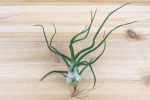 Wholesale: Tillandsia Bulbosa Guatemala Air Plants [Min Order 12] For Cheap