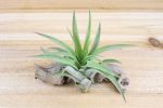 Tillandsia Capitata Peach Air Plants [Single Plant] For Discount