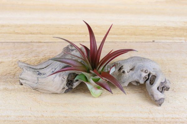 Wholesale: Tillandsia Red Abdita Air Plants [Min Order 12] For Discount