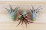 Wholesale: Tillandsia Red Abdita Air Plants [Min Order 12] For Discount