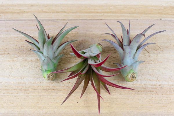 Wholesale: Tillandsia Red Abdita Air Plants [Min Order 12] For Discount