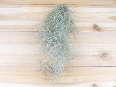 Guatemala Gray Spanish Moss Usneoides [1 to 1.5 foot strand with wire hanger] Fashion