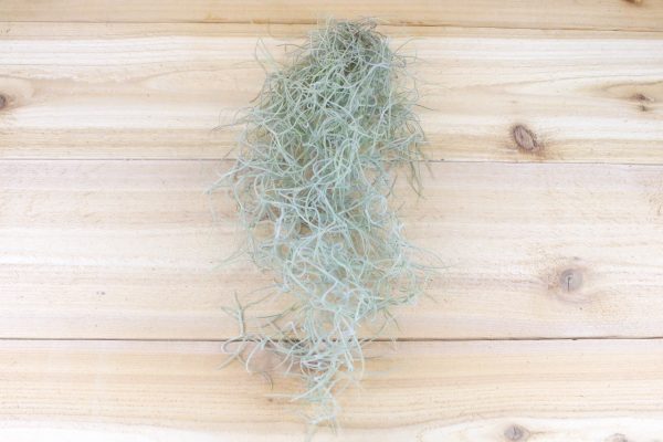 Guatemala Gray Spanish Moss Usneoides [1 to 1.5 foot strand with wire hanger] Fashion