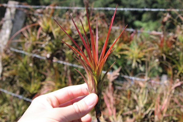 Wholesale: Tillandsia Melanocrater Air Plants [Min Order 12] For Cheap