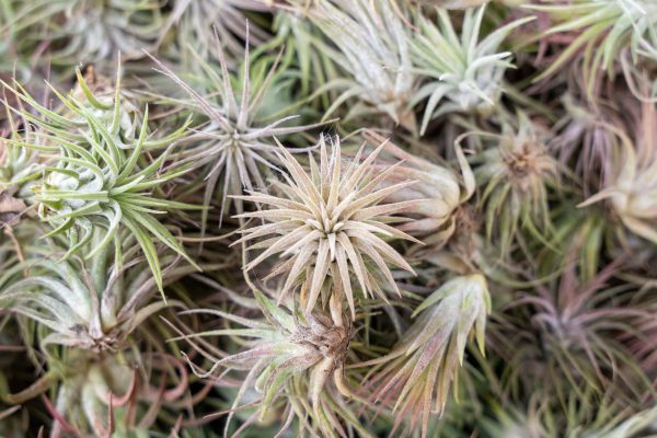 Wholesale: Tillandsia Ionantha Rubra Air Plants [Min Order 12] Fashion